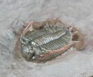 Top Quality Basseiarges Trilobite - Jorf, Morocco #46319-2